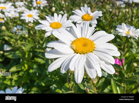 Bigdaisy .
